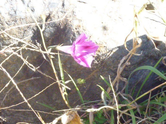 この歳で 願いを一つ叶えるより 感謝を一つ見つけよう 全ての願い数え上げ 叶えるまでの歳月と 努力を重ねて積み上げる その労苦に耐える気持ちなく その膨大な功績に見合う才気と幸運を 持っていたならもう少 落日平民 Note