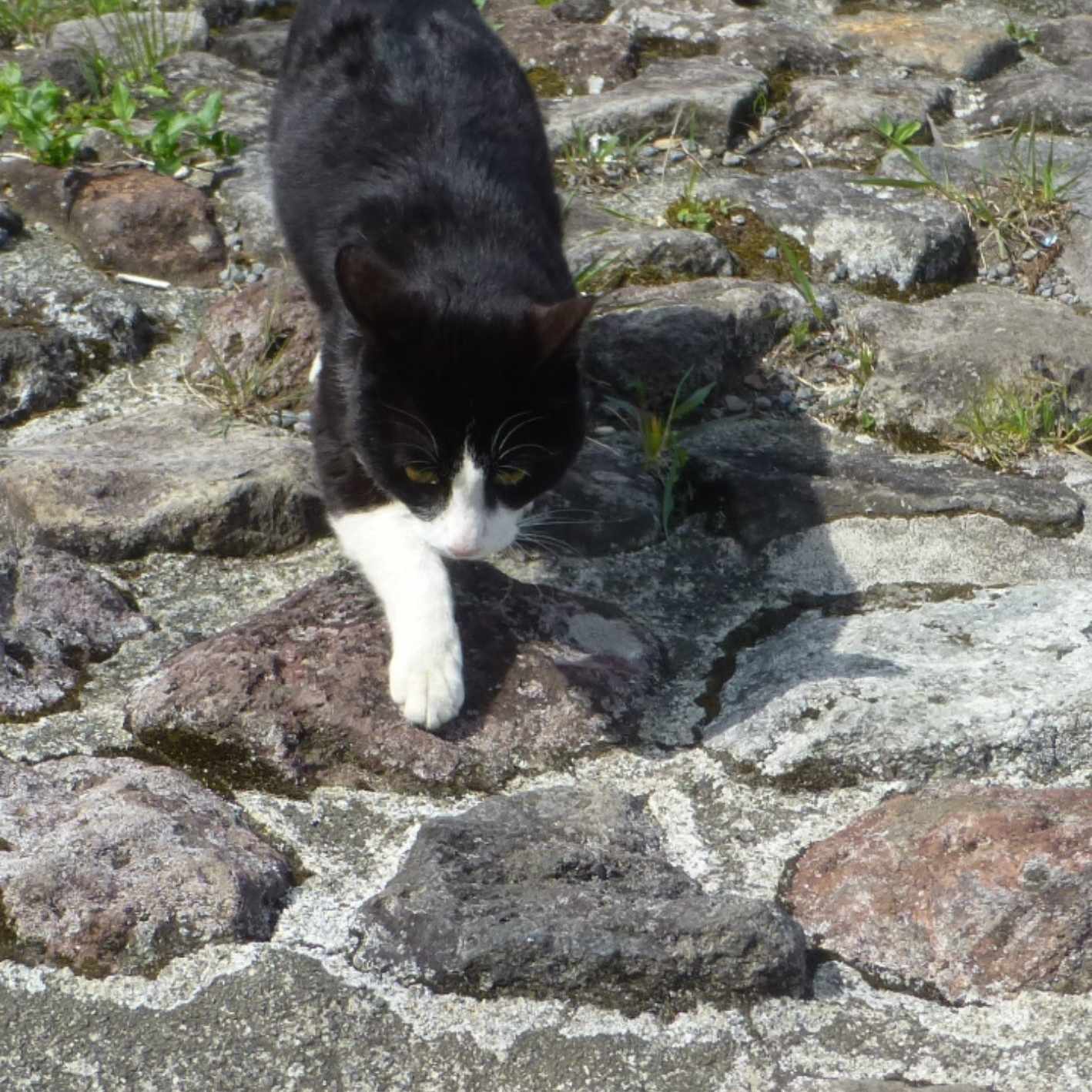 【ちんちん短歌出版世界】藤田描