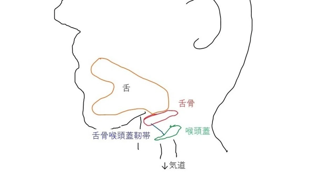 舌の位置(理屈)|こえさがすくじら