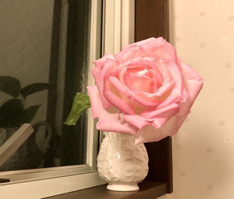 ドアを開けた途端、天然の甘いバラの香りが外まで溢れ出ます。庭摘みの秋バラ「プリンセス ドゥ モナコ」を3日前から我が家のトイレに飾っています。花瓶が小さいのではなく、花が大輪！かわいらしいピンクで、トイレの神様もビックリされているかもしれません(^-^)。…(10/28の記事に引き続き)我が家のトイレの神様がお花をご所望、というのが分かったので、その後も色々と花を飾っています。もちろんトイレ掃除は毎日なので、ササっと済ませることができて、ラクですよ♬#トイレの神様#秋バラ#プリンセスドゥモナコ