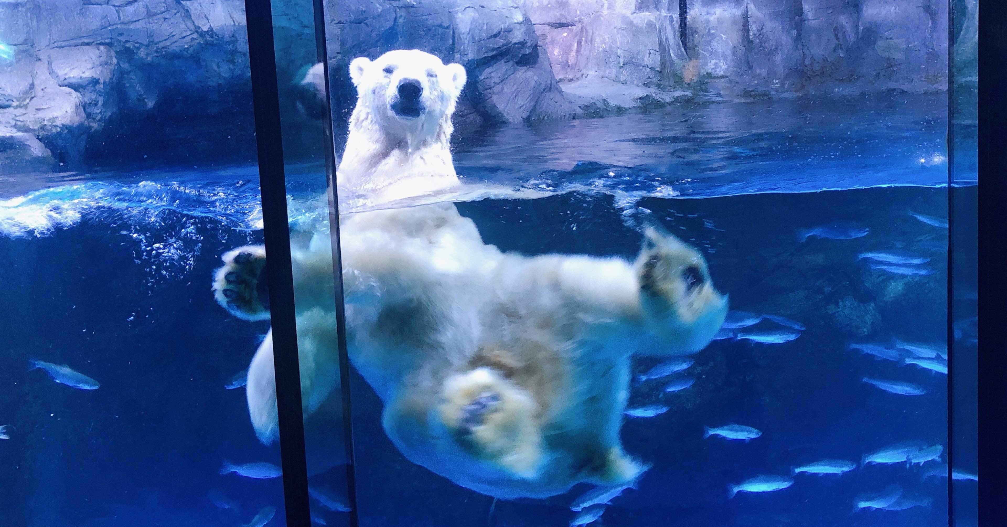 シロクマ Amazon.co.jp: 4.25インチ シロクマ カブ座る装飾像 ホワイト : ホーム