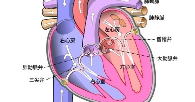 ストレスとアルコールで心臓がとまりそうになった話 トシ 時々バイク旅 Note ストレスとアルコールで心臓がとまりそうになった話 トシ 時々バイク旅 Note