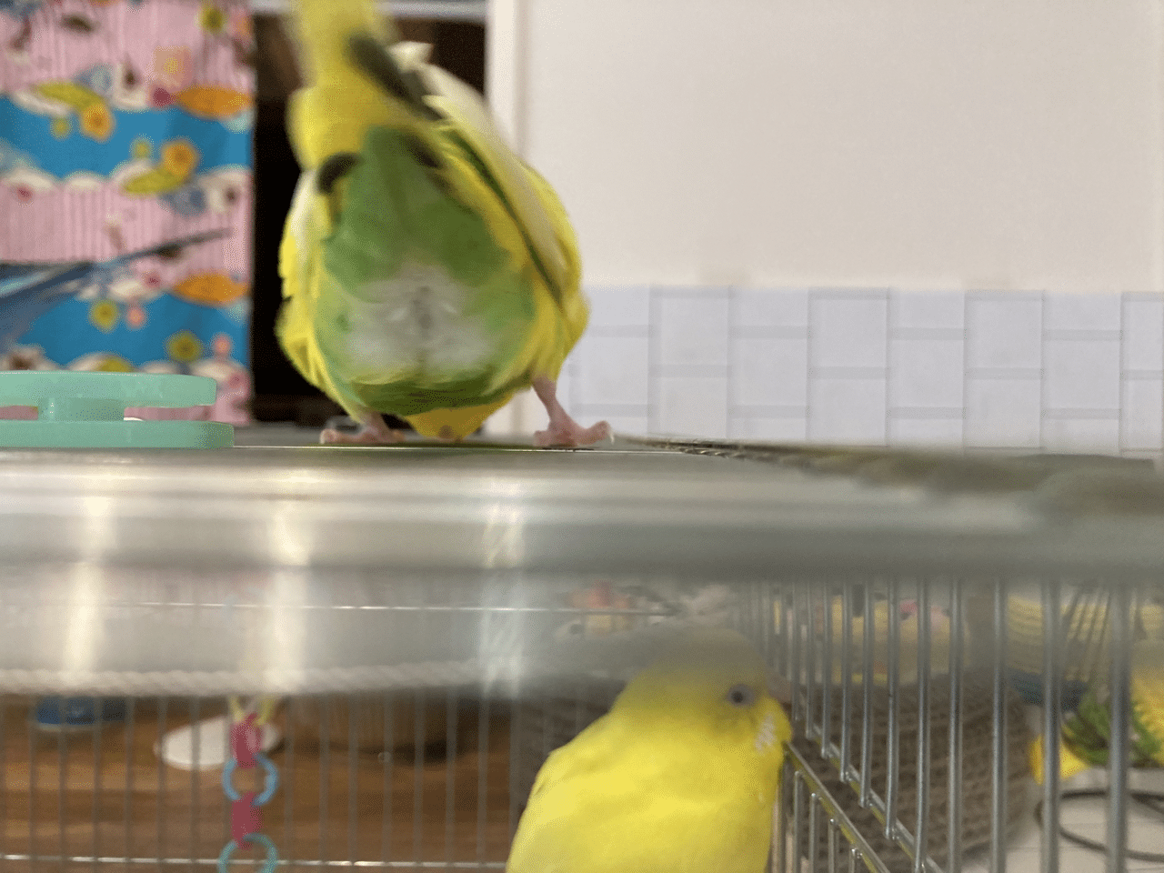 インコのモフちり 大好き インコまるけ Note