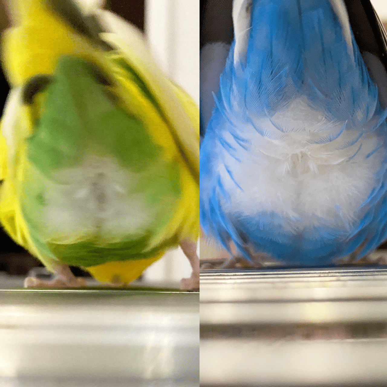 インコのモフちり 大好き インコまるけ Note