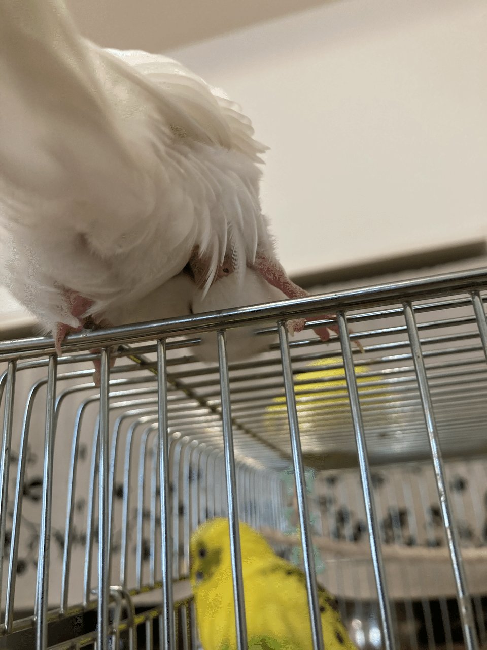 インコのモフちり 大好き インコまるけ Note