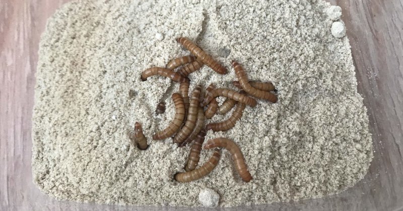 ミルワーム飼育 11 Day26 新しい観察開始 自家製ミルワーム太郎 Note