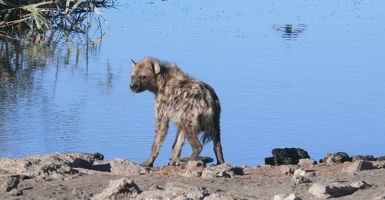 落ち着きのないハイエナ。｜ミーアキャット