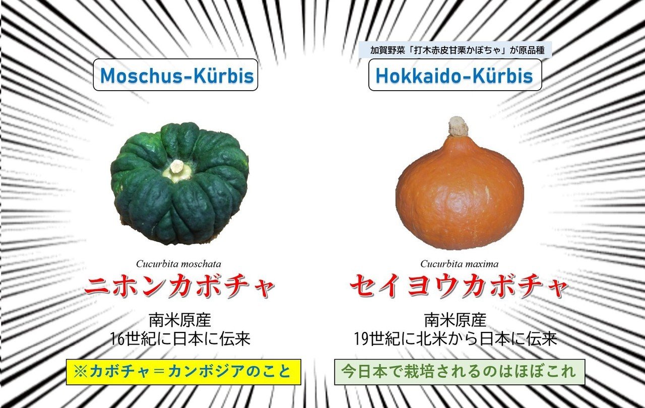 セイヨウカボチャがヨーロッパ初上陸 Heads428 Note セイヨウカボチャがヨーロッパ初上陸 Heads428 Note
