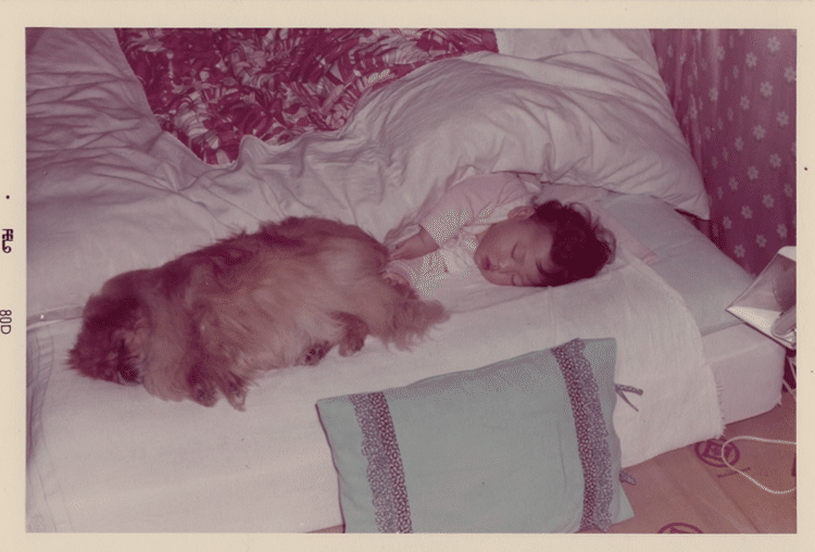 セピアになりかけた昔の写真。赤ん坊の側に眠る犬は、ペキニーズで、ベロ、と呼んでいた。正式の名は、ベローナ•オブ•マツウラソー。Bで始まるので、親犬は2度目の出産かと思う。「れっきとした」「血統書付き」。私の母がとても可愛がっていた犬。ほどほど我儘。ほどほどにひねくれ者。ほどほどに人と付き合う。そして、外見は、とても可愛い。勿論もういないが、ペットというのは、いてくれるだけで、心が和む。そして、勿論、服を着せて散歩の時代ではないので、犬らしく、自らの衣1枚で生きた。猫ではないけれど、猫日和に加えた。