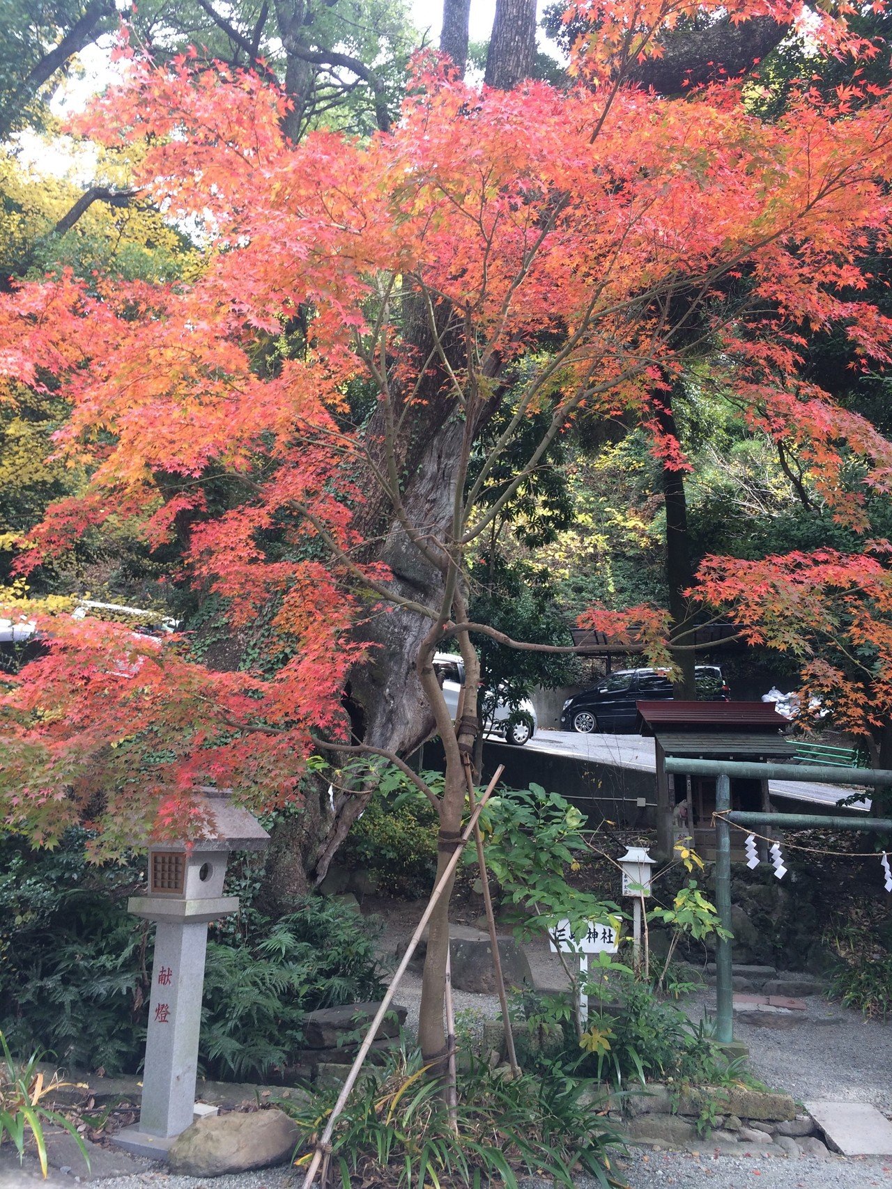 紅葉 お昼休みな方たちも多いかと思います 成田山公園の紅葉で一息ついてくださいませ ヴィアナ 沙織 I 取材率アップコンサルタント Note