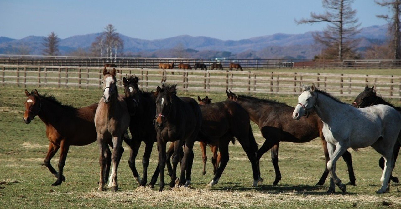 週末 11 21 22 23 の２歳戦回顧 本気の競馬力向上研究所 Note