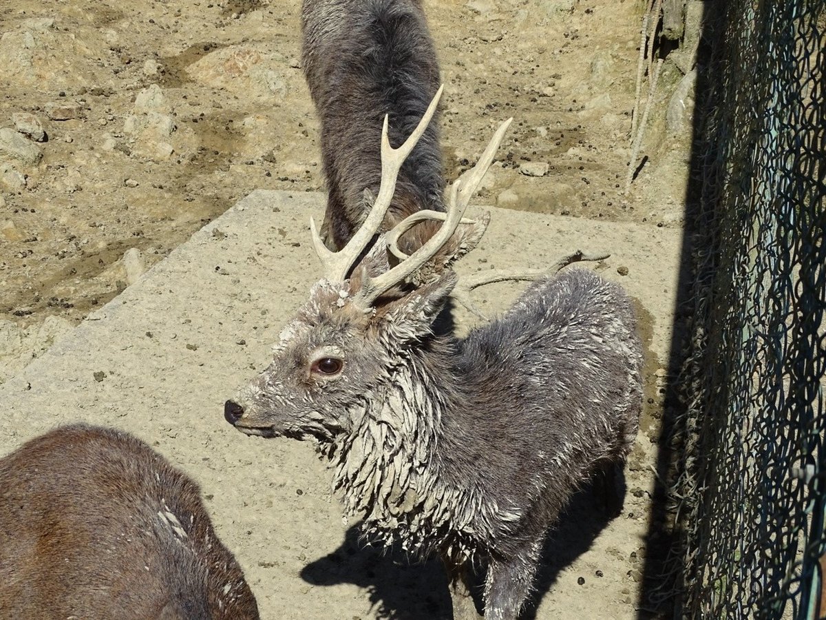 埼玉県秩父付近 害獣処分のニホンジカ 鹿の角 顔つき 掻け 角 