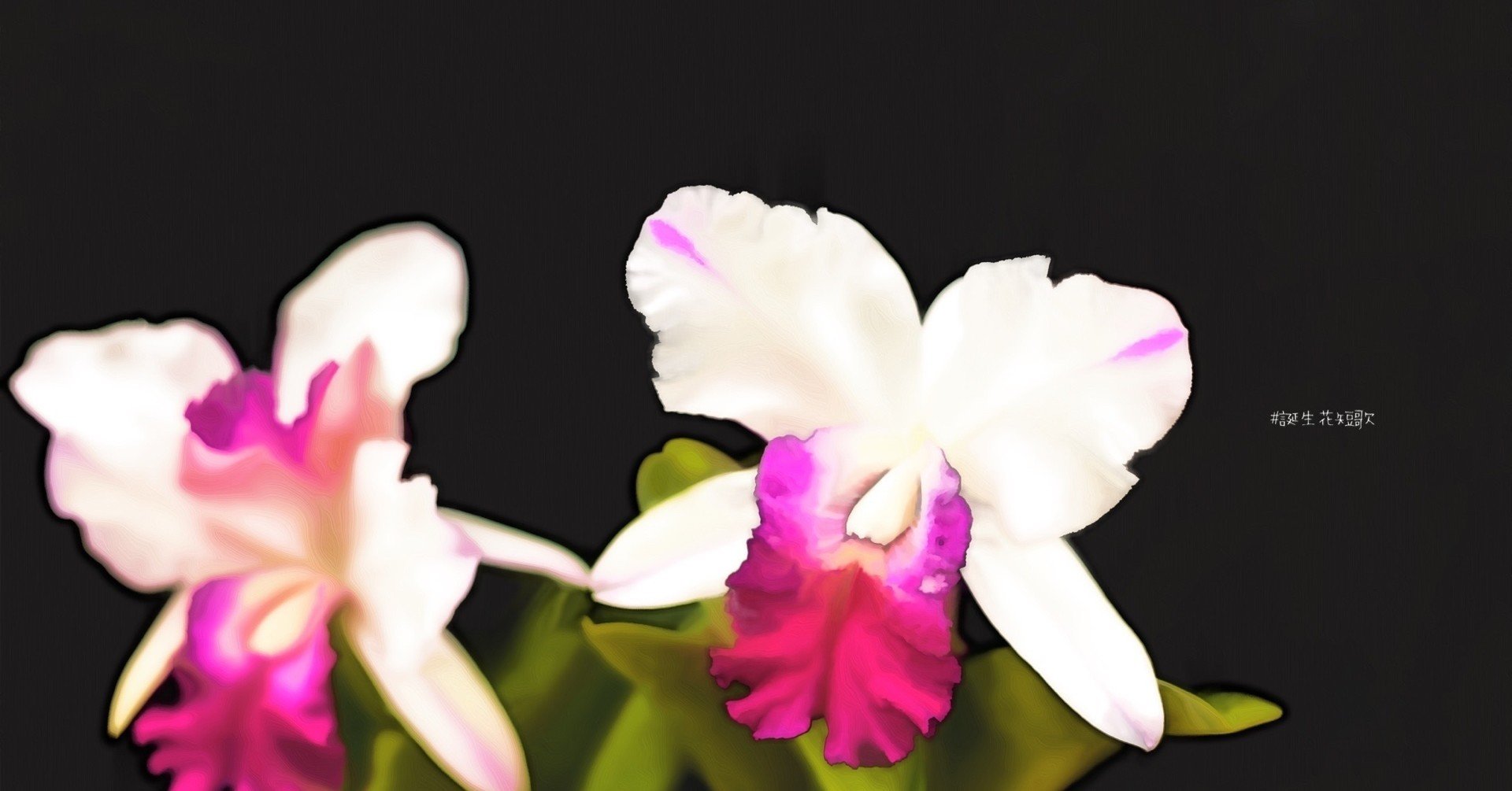 11月24日 誕生花はカトレア 誕生花短歌 御子柴 流歌 Note 11月24日 誕生花はカトレア 誕生花短歌 御子柴 流歌 Note