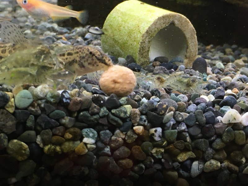 No 60 ミナミヌマエビの卵 アクアポニックス 水槽初心者 Note