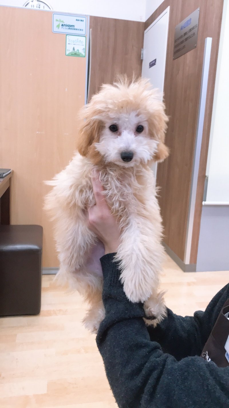 Pmddを抱える私と 売れ残った犬 桜子 Note Pmddを抱える私と 売れ残った犬 桜子 Note