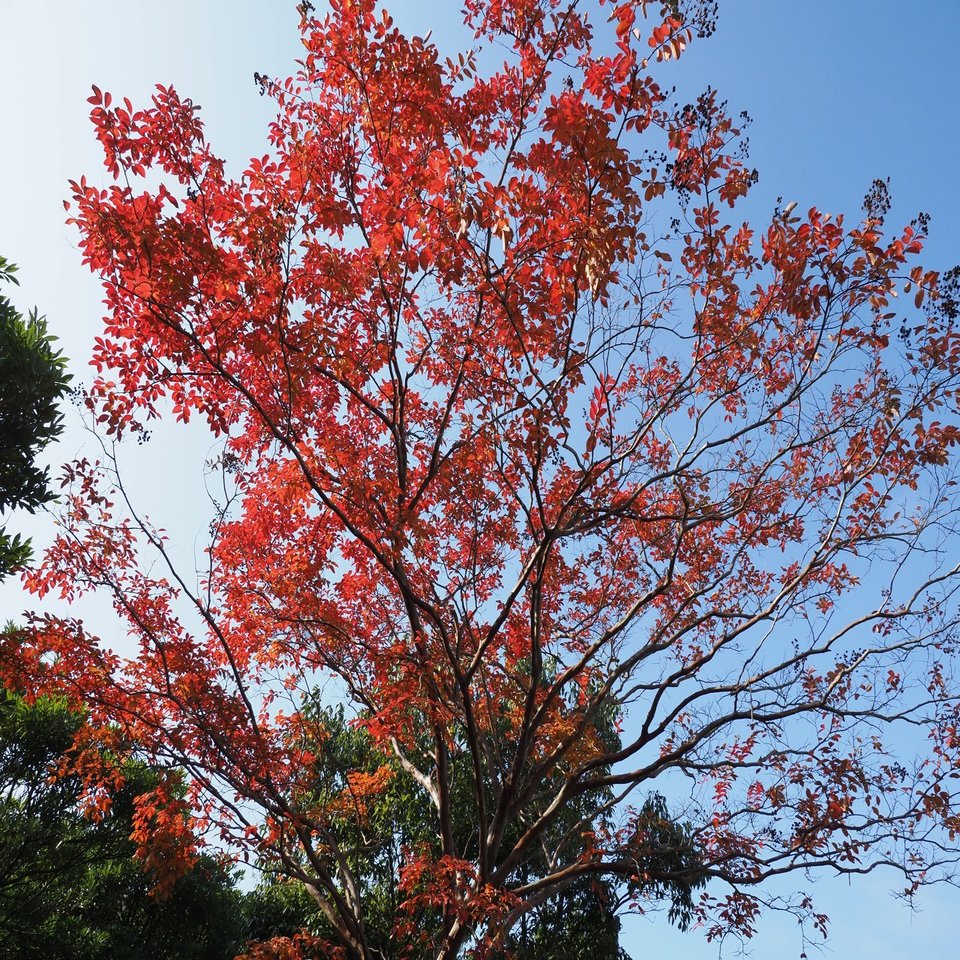 様々な木の紅葉が街角で協演する 木と生き物観察記録 はなもく散歩 Note