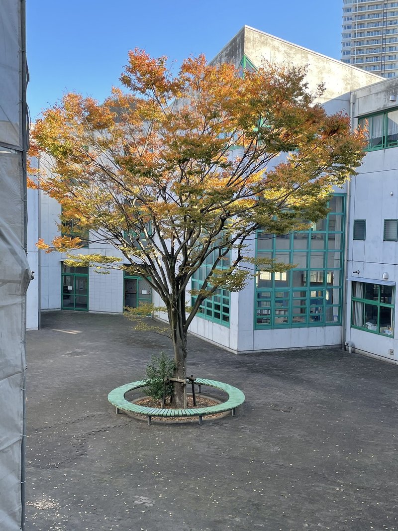 様々な木の紅葉が街角で協演する 自然観察記録 Npoリトカル Note 様々な木の紅葉が街角で協演する 自然観察記録 Npoリトカル Note