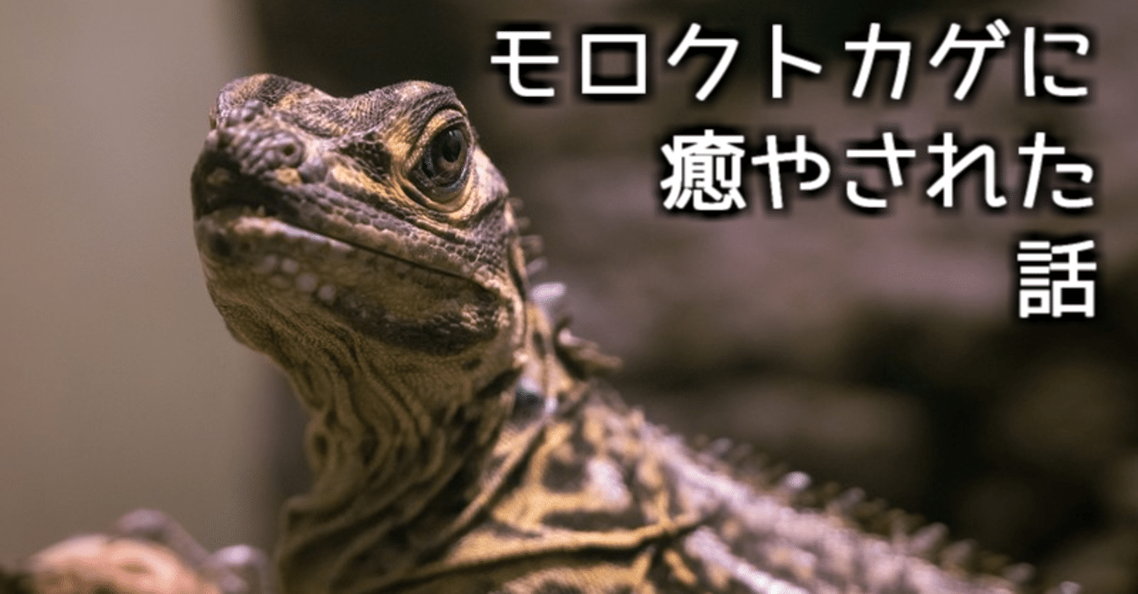モロクトカゲに癒やされた話 中村風景 Note
