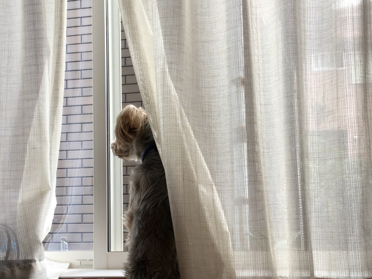 閉めたはずなのに 気づくと少し開いているカーテン 謎はすぐに解けた Meglu Note