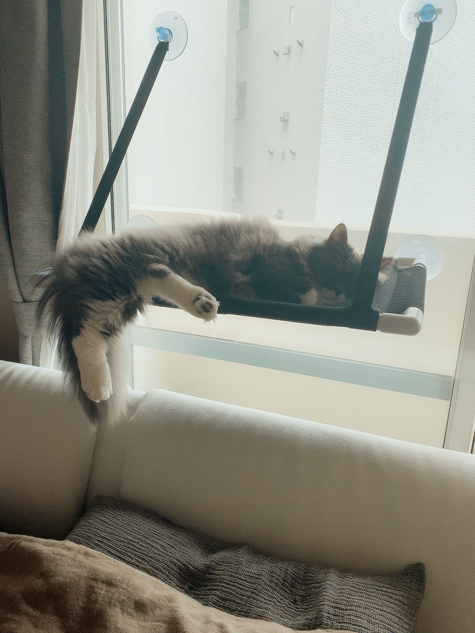 猫は液体 Leojiji Note 猫は液体 Leojiji Note