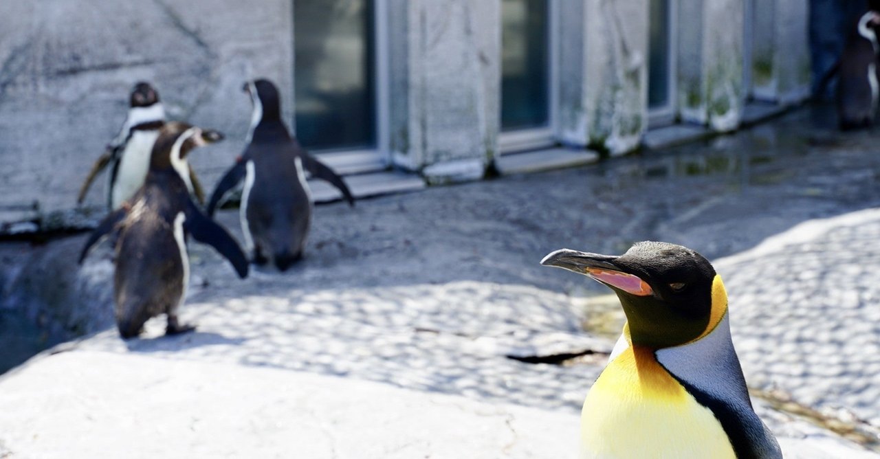 動物の雑学 名前の由来 コウテイペンギンとオウサマペンギン Dino いきもの雑学プレゼンター Note 動物の雑学 名前の由来 コウテイペンギンとオウサマペンギン Dino いきもの雑学プレゼンター Note