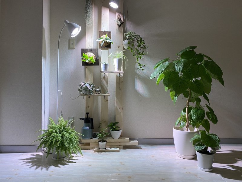 観葉植物 趣味のその後 Yoshiyama Makotoコンディショニング Note