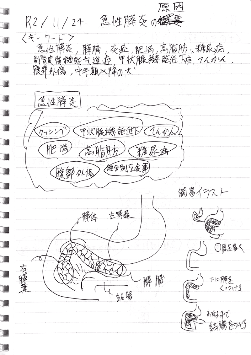 小動物臨床スクラップ 急性膵炎の原因と膵臓イラスト ぶっくま Note