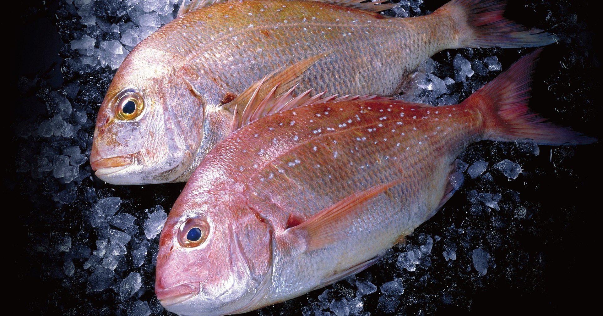 うみとさち とは Vol 1 おいしい魚って どんな魚 うみとさち Note うみとさち とは Vol 1 おいしい魚って どんな魚 うみとさち Note