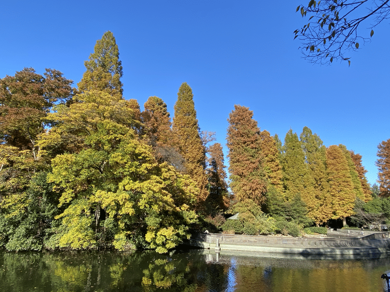 井の頭公園の紅葉 すーさん いちおう太鼓たたき Note 井の頭公園の紅葉 すーさん いちおう太鼓たたき Note