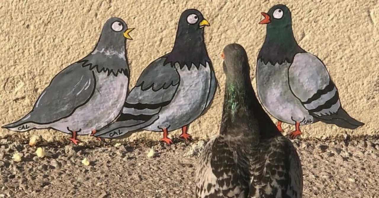 鳩が豆鉄砲を食う～ストリート・アート 2｜ノリノリ