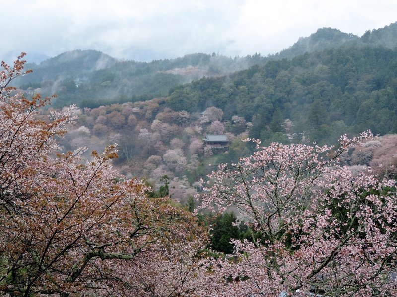 ①　吉野の桜（写真：Wikipedia）