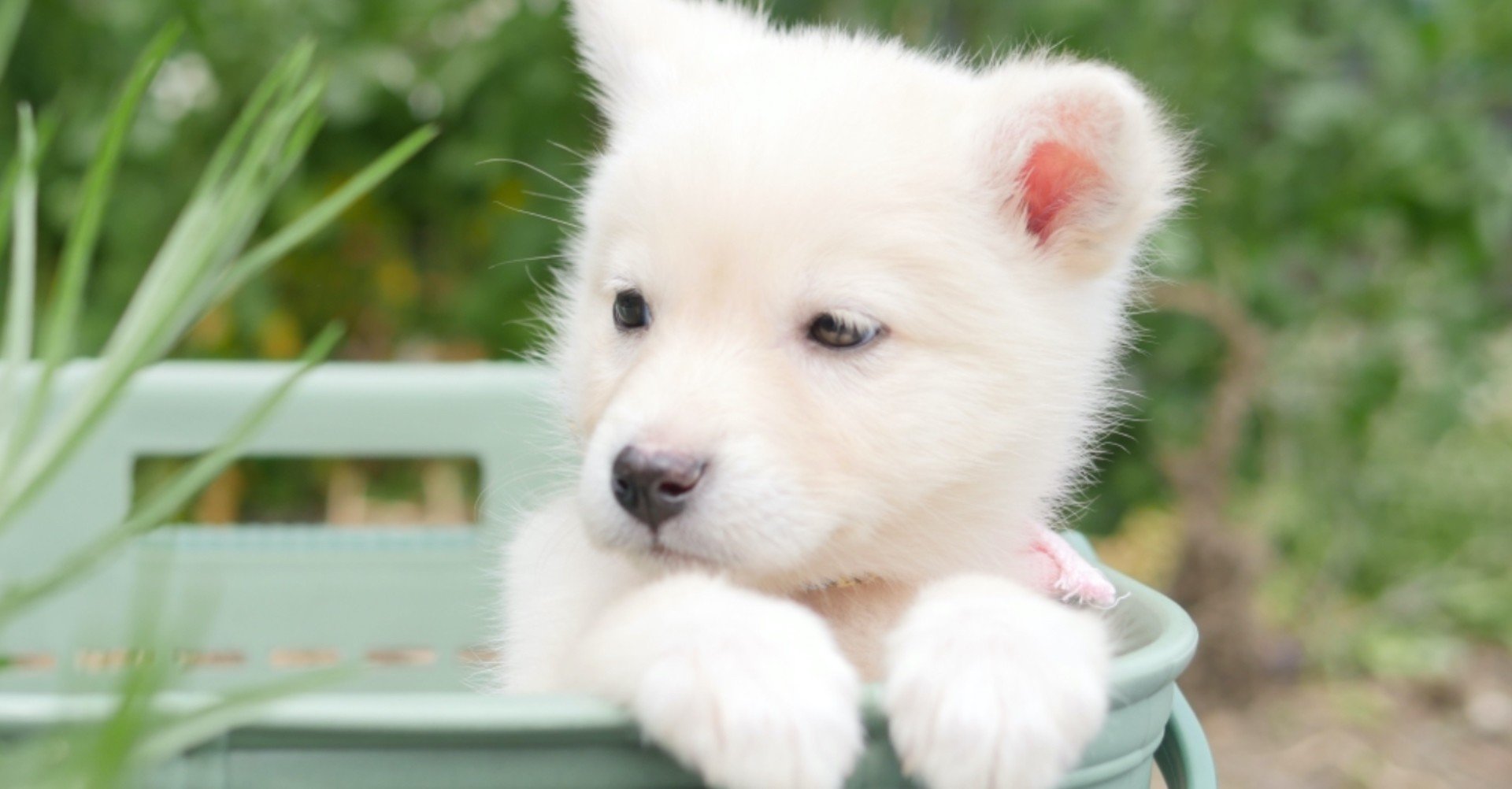 子どもがアレルギー体質ですが 犬を飼っても良いですか こども アレルギー 小児科医 Note 子どもがアレルギー体質ですが 犬を飼っても良いですか こども アレルギー 小児科医 Note