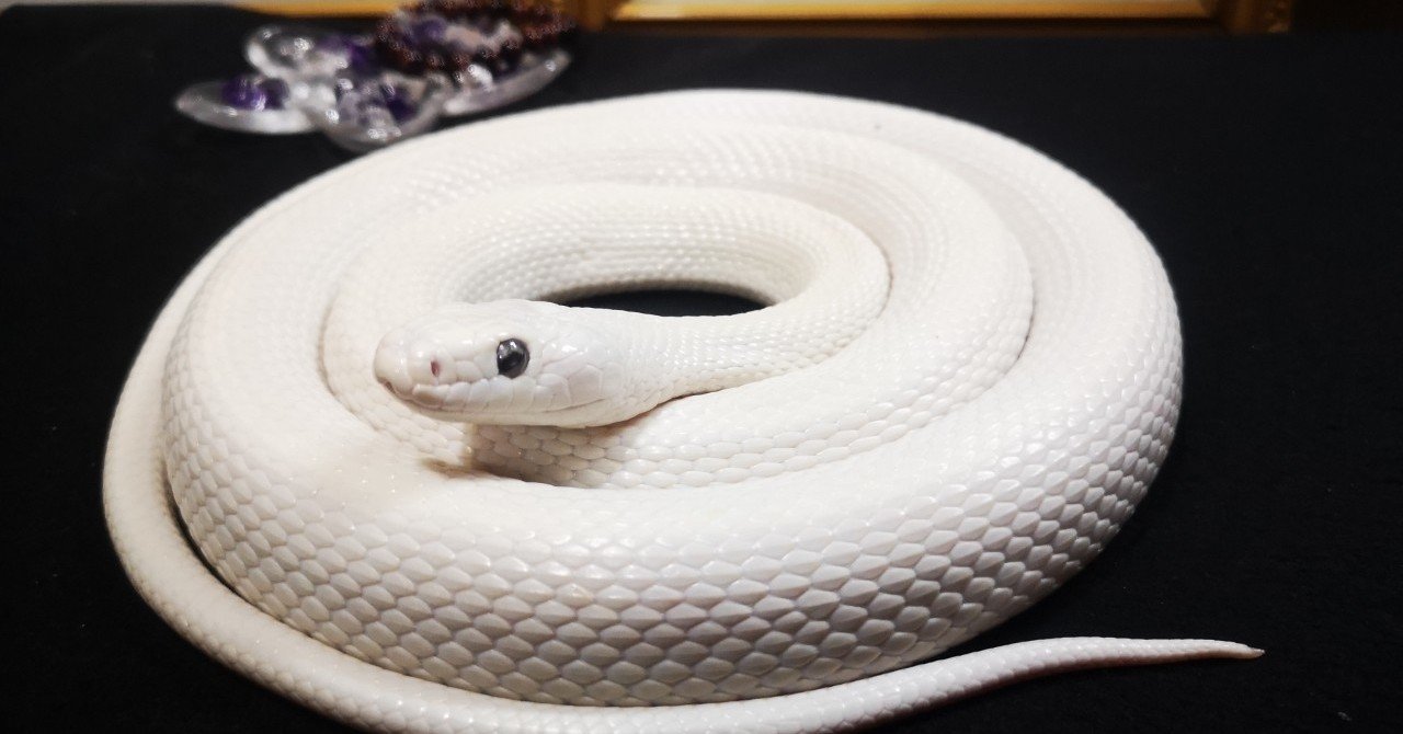 奇跡の白蛇が 麻利央書店 Note 奇跡の白蛇が 麻利央書店 Note