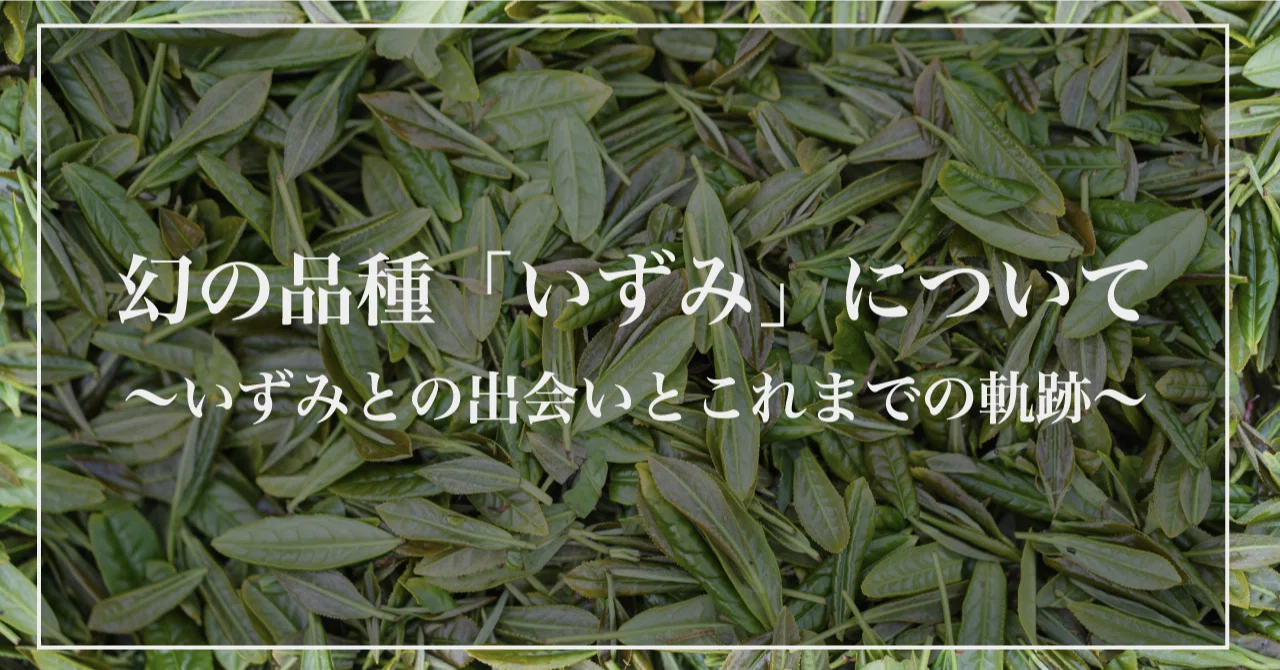 幻の品種「いずみ」について｜さしま茶 吉田茶園