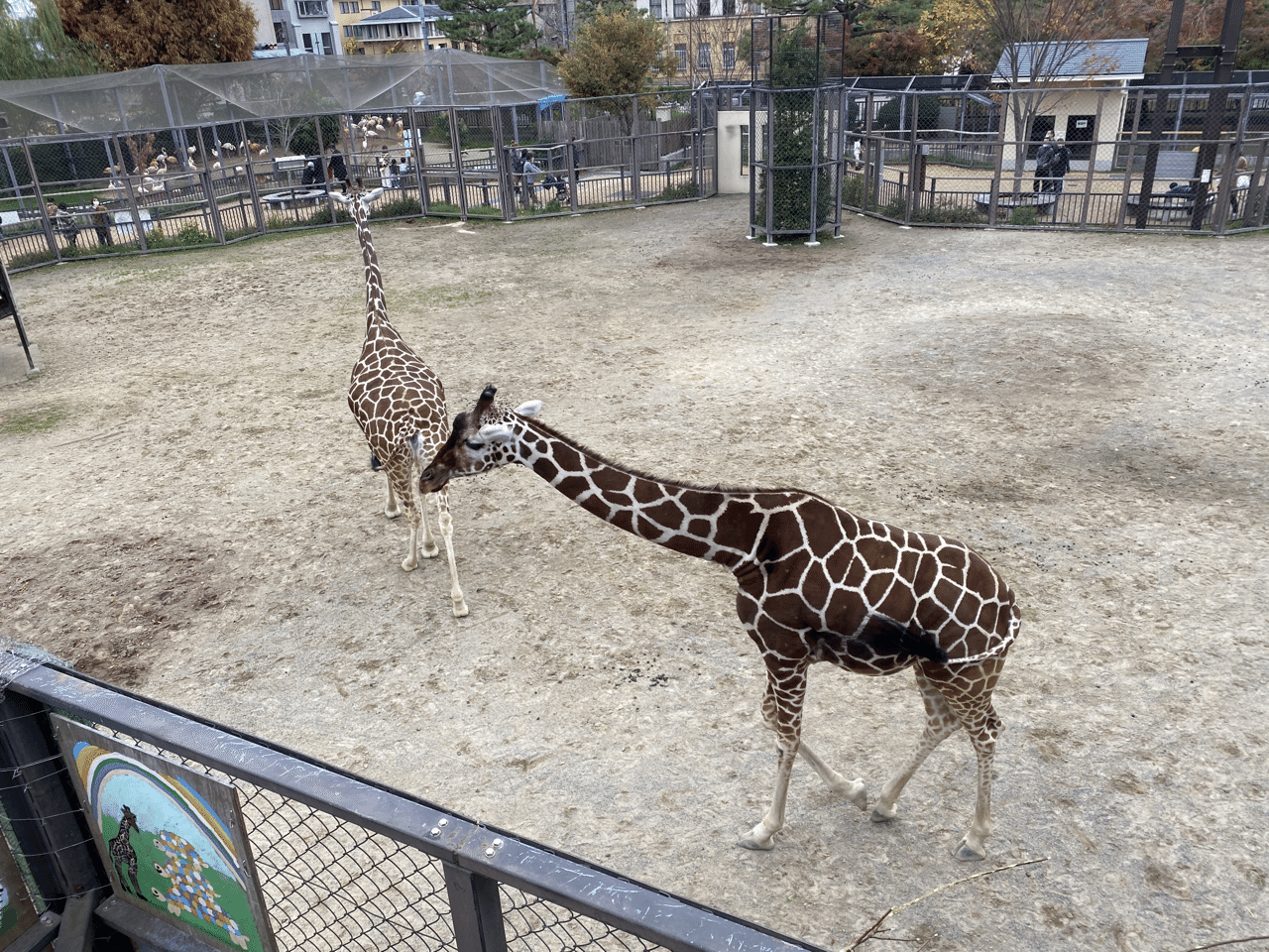 京都市動物園のキリンの画像 テスト Osaka Kyoto Kobe Note 京都市動物園のキリンの画像 テスト Osaka Kyoto Kobe Note