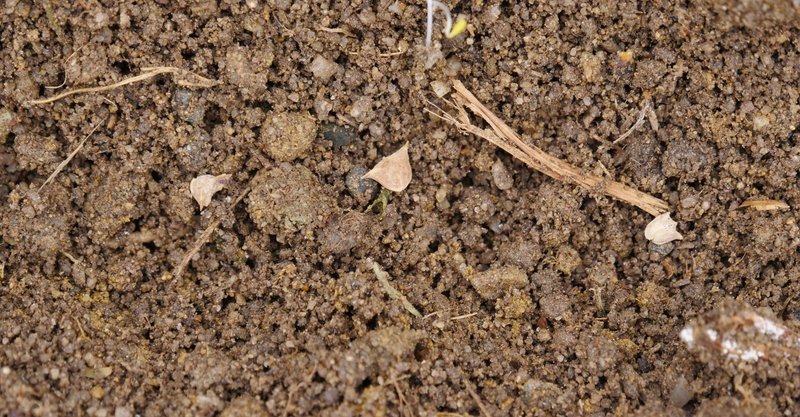 農業日記39 玉ねぎの水やりとほうれん草の種まき 鬼 ナナトラ Note 農業日記39 玉ねぎの水やりとほうれん草の種まき 鬼 ナナトラ Note