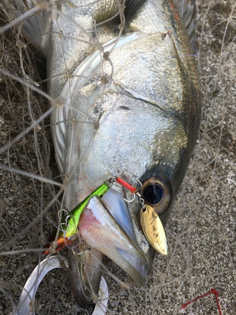 都市型河川でスピンテールを使ってみよう 寝るか釣りか ドブ川シーバスゲーム Note 都市型河川でスピンテールを使ってみよう 寝るか釣りか ドブ川シーバスゲーム Note