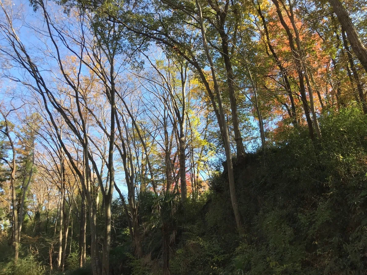 画像5