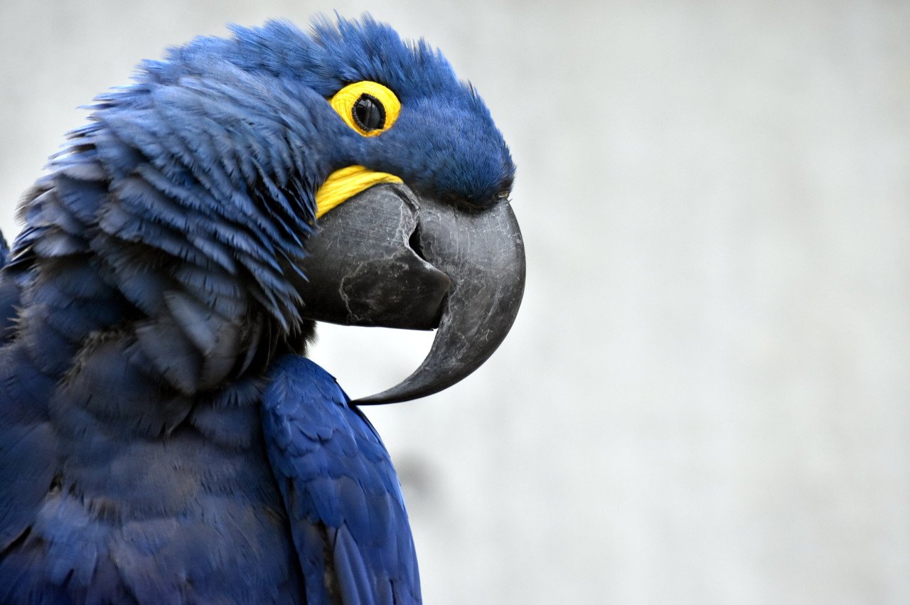 スミレコンゴウインコ オウム目インコ科 Hirahiranote Note スミレコンゴウインコ オウム目インコ科 Hirahiranote Note