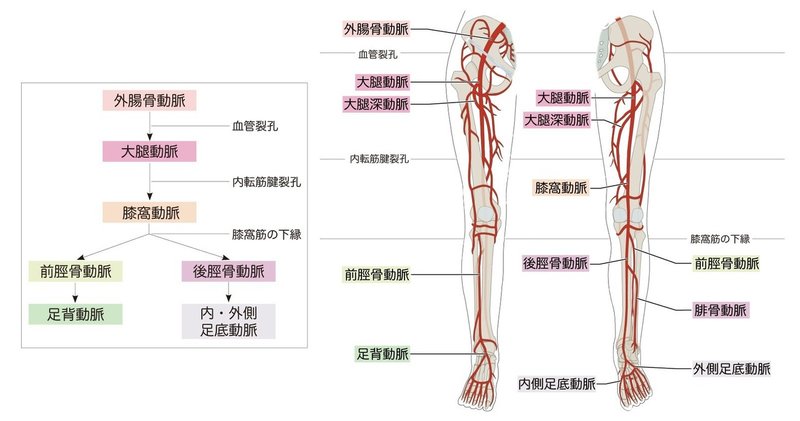 循環器系-28-下肢の動脈-SQ図