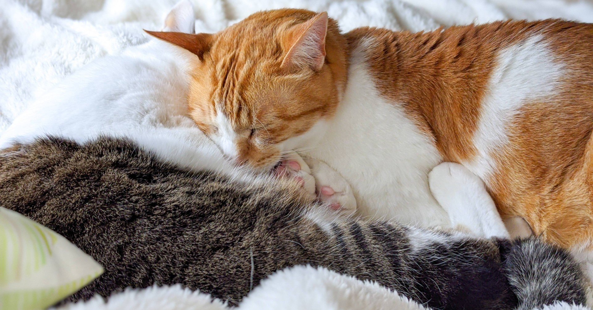 catlogを買った。＜追記あり＞｜あた