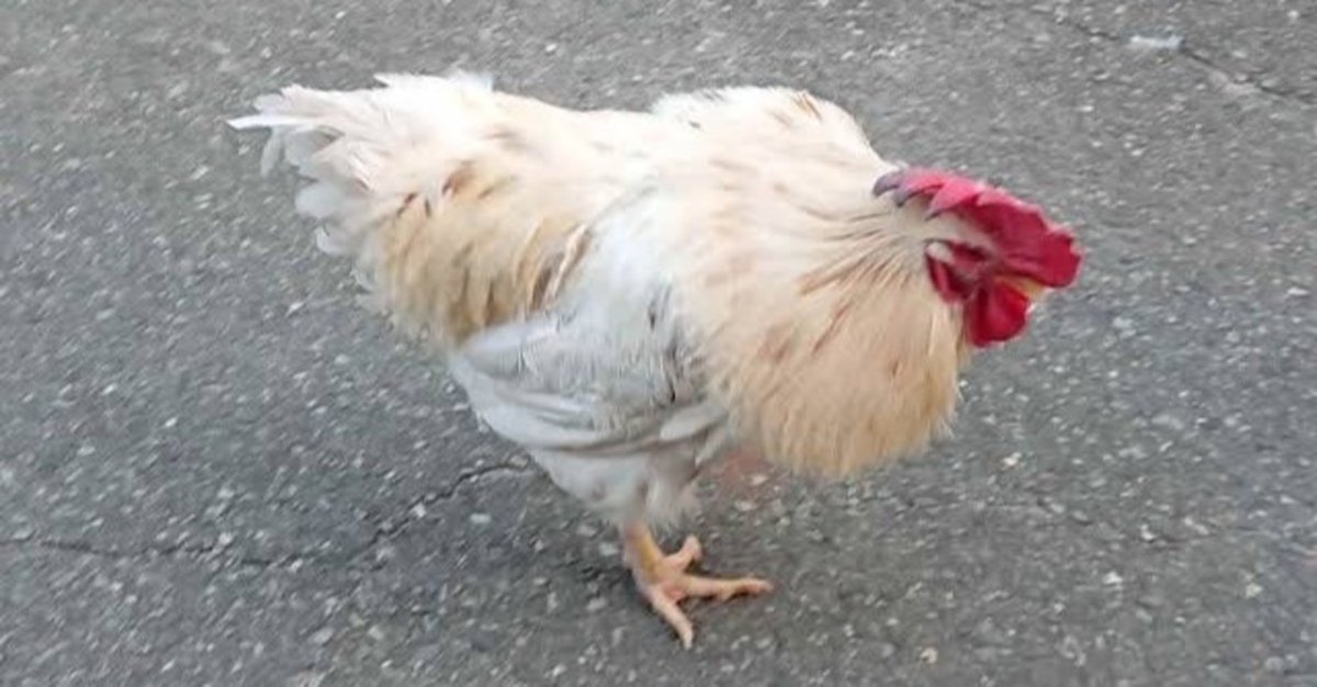 にわとりページ 個人的博物館 - ニワトリ - 鳥類