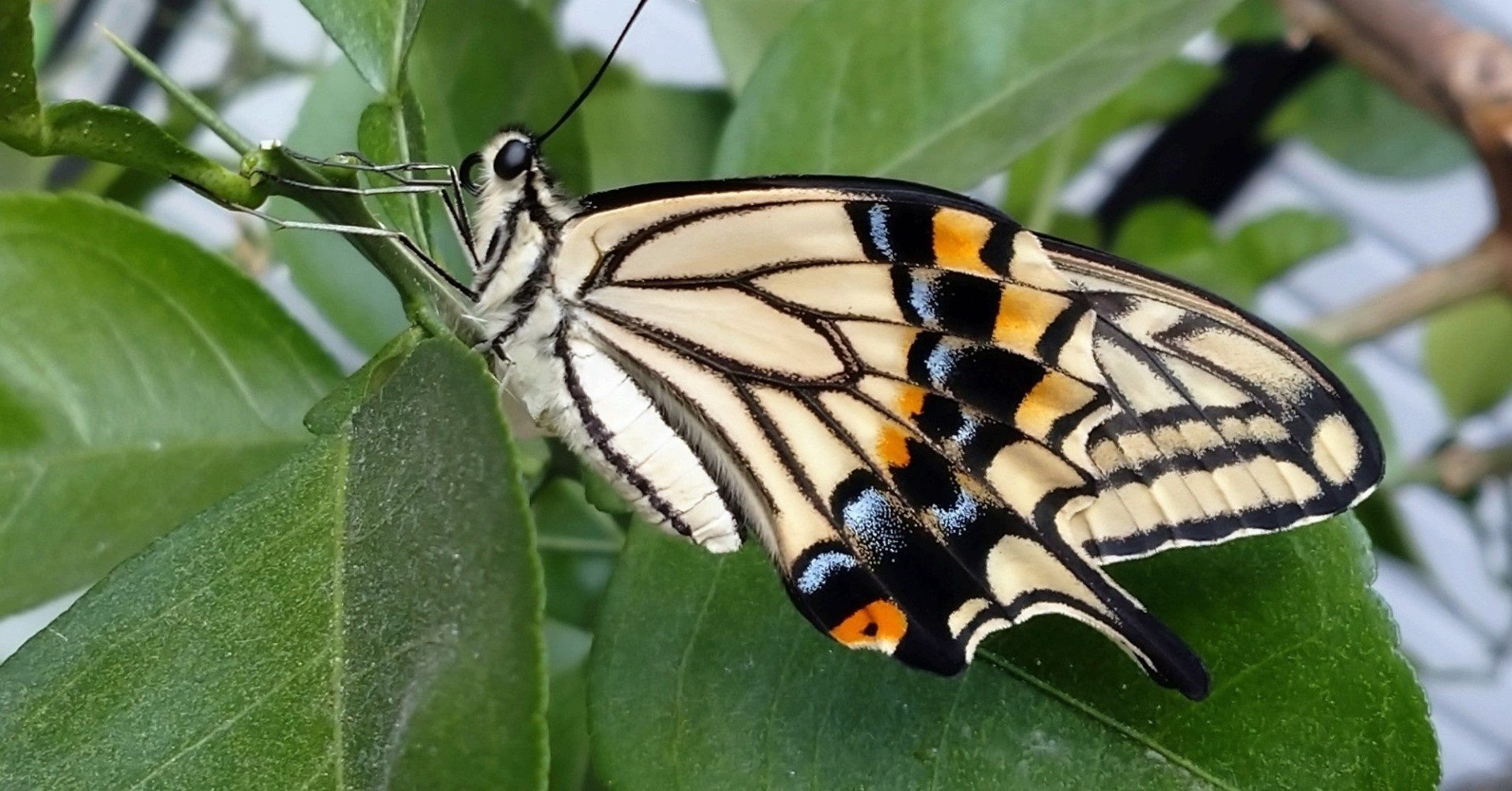 アゲハ蝶 さなぎ 蝶 Shinmr Note アゲハ蝶 さなぎ 蝶 Shinmr Note