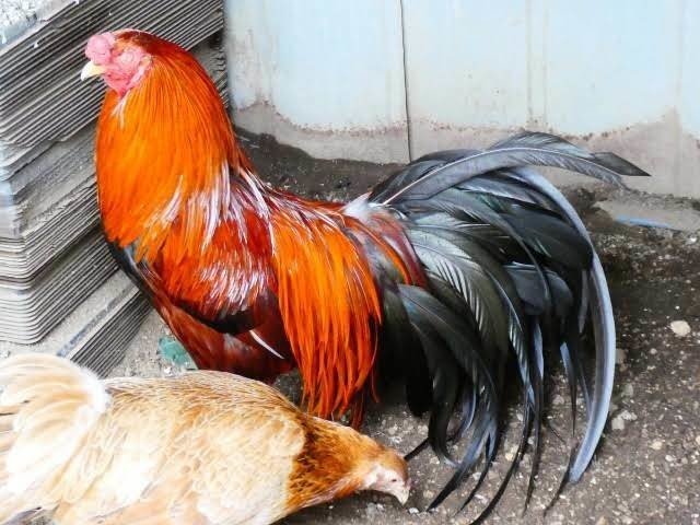 第1362回 天然記念物の鶏 ⑵｜翆野 大地