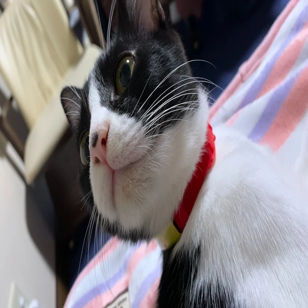 猫のIoT首輪「Catlog（キャトログ）」を真面目にレビューする｜coolsurf