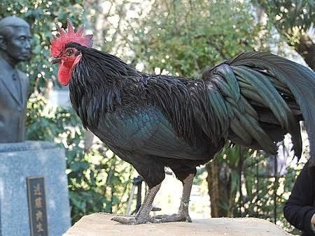 黒いニワトリ 第1362回 天然記念物の鶏 ⑵|翆野 大地