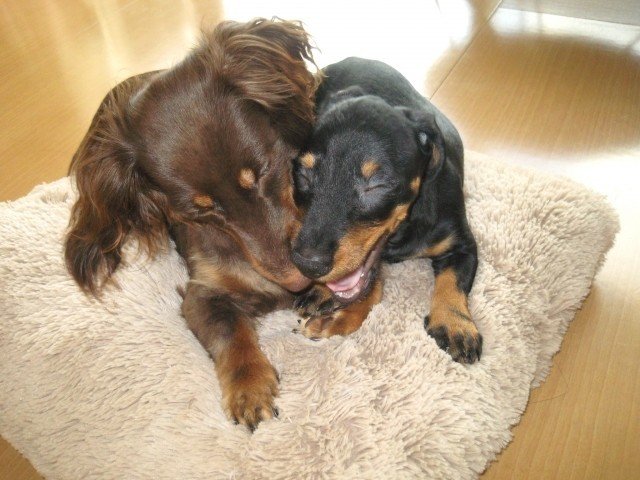 犬の成長を知ろう 社会化期 犬の飼い主サポートのplam Note