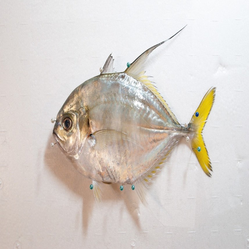 2 かっこいい名前の魚がスーパーに売られてた とと日誌 Note