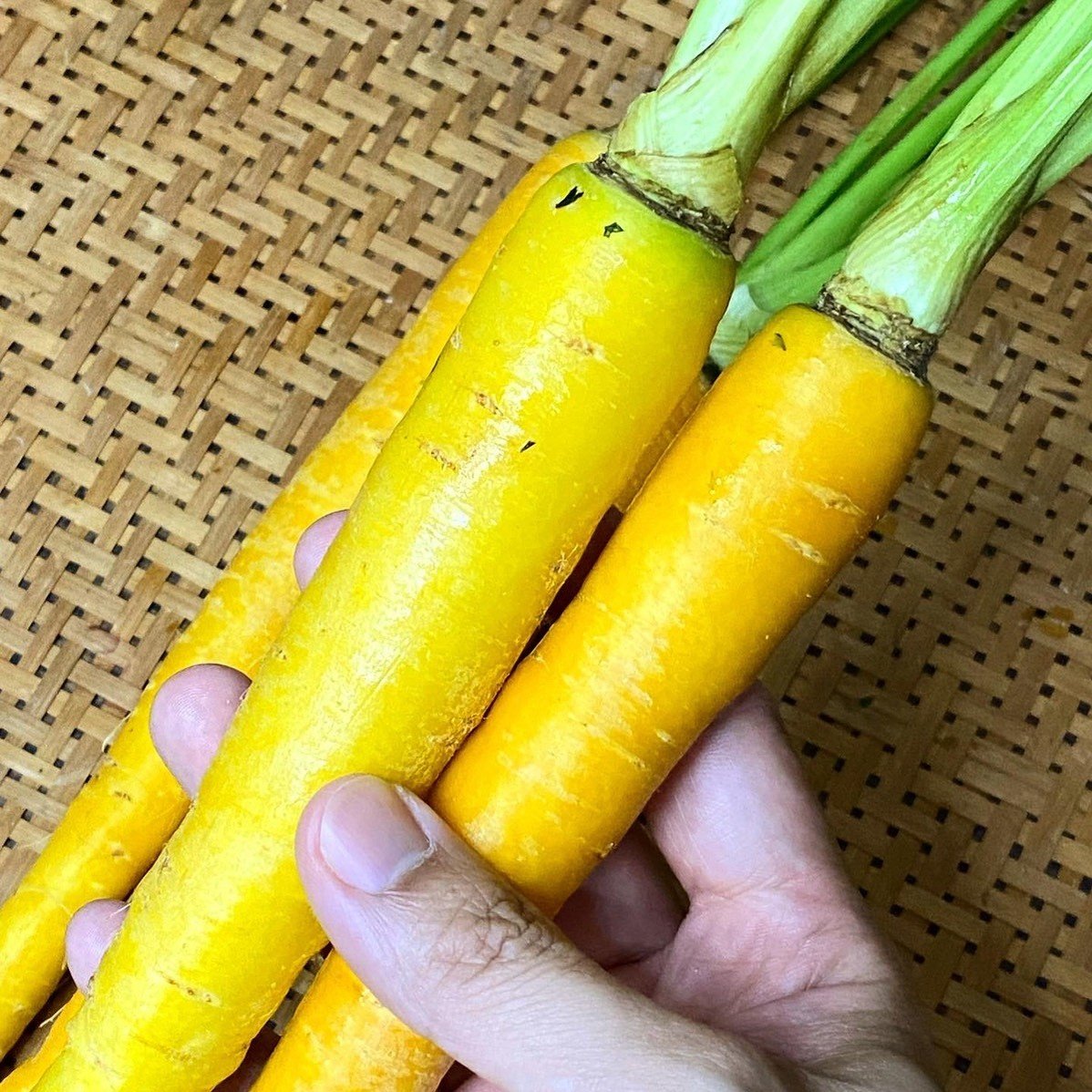 沖縄の野菜 島にんじん チデークニ チャレンジ26日目 11 26 ヘイプー店長 Note