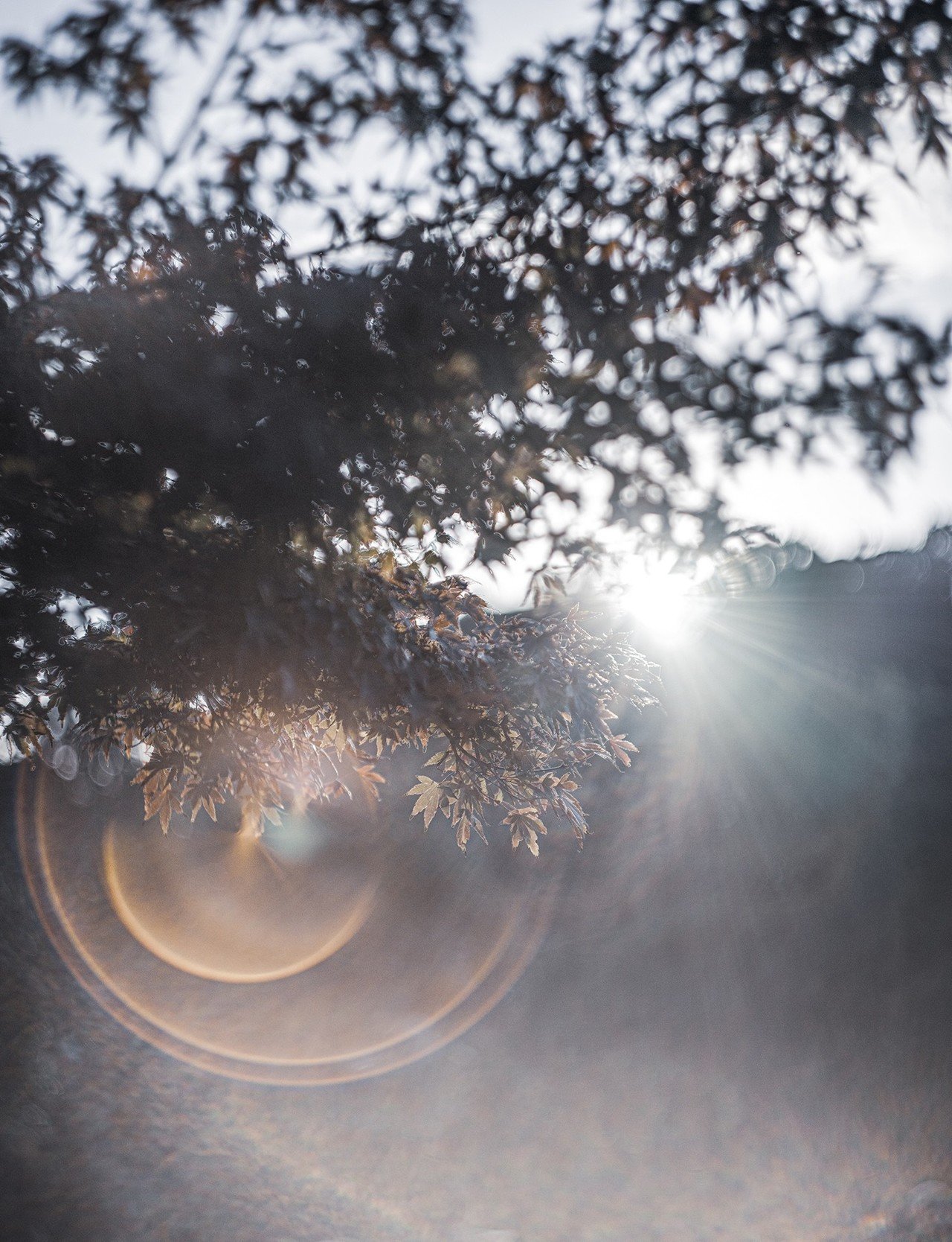 ゴーストとフレアがあれば何か凄そうな写真に見えなくもない Kiyokari43 Note ゴーストとフレアがあれば何か凄そうな写真に見えなくもない Kiyokari43 Note